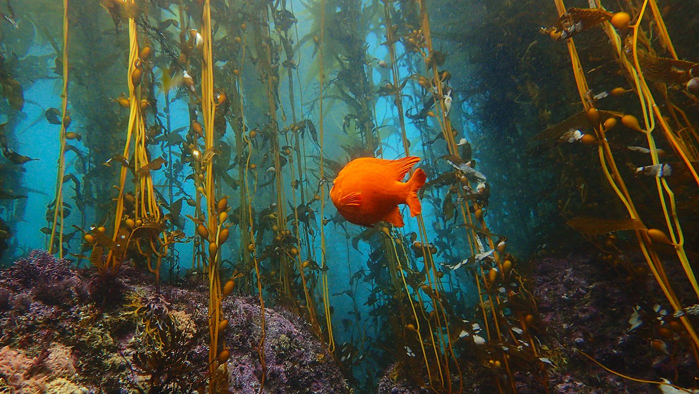 CPH And SeaTrees Kelp Forest