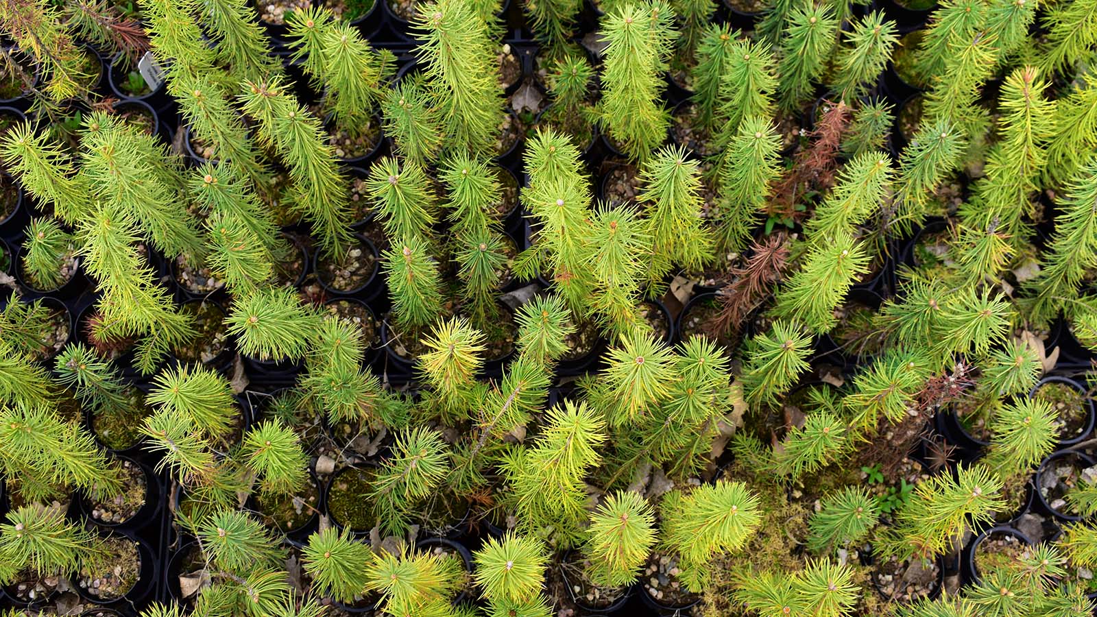 One Tree Planted Pine Trees Cph