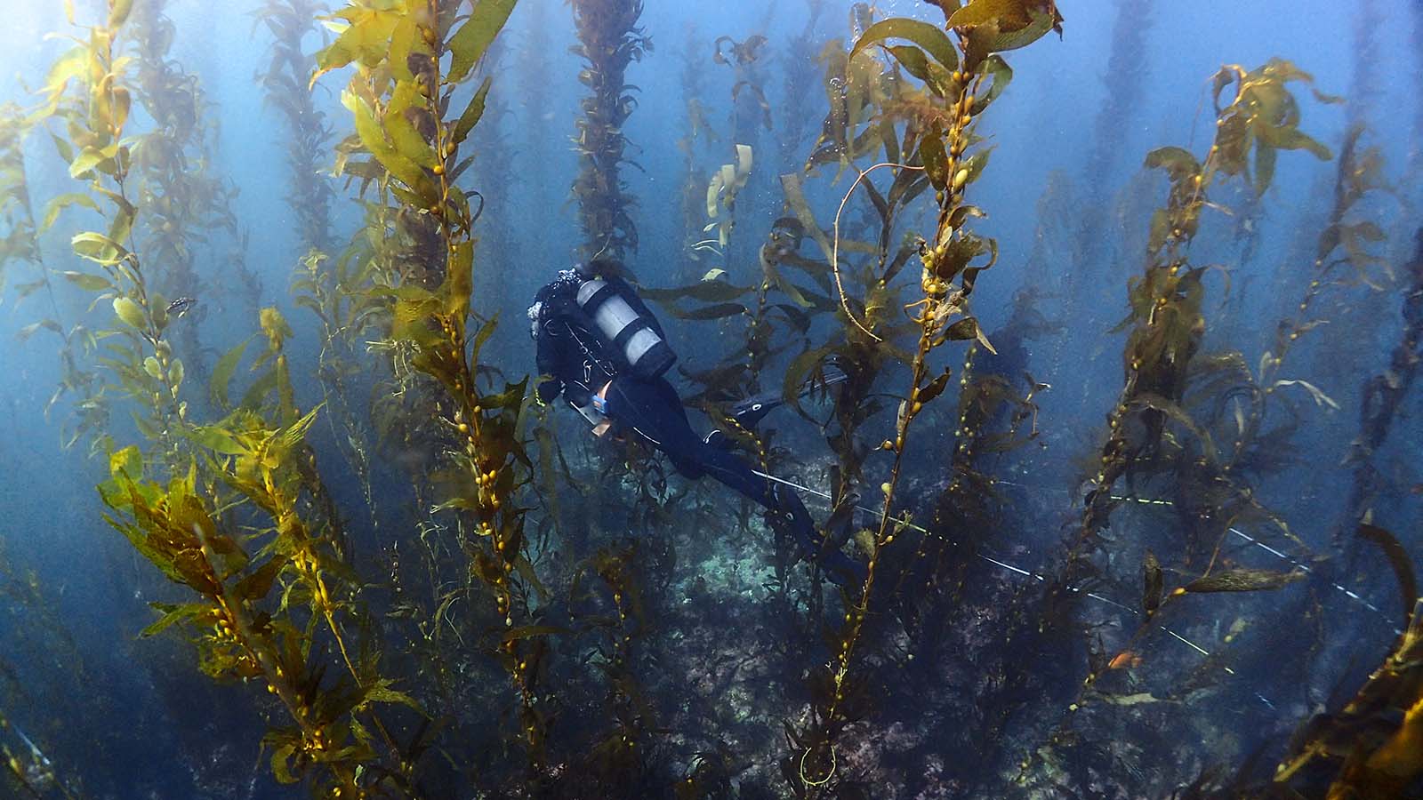 seatrees kelp forest