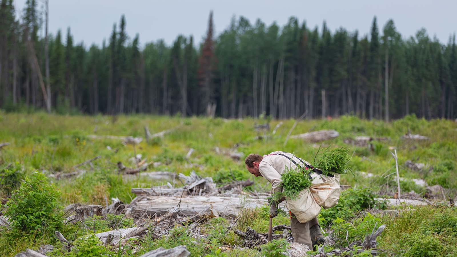 One Tree Planted CPH One Tree Planted CPH