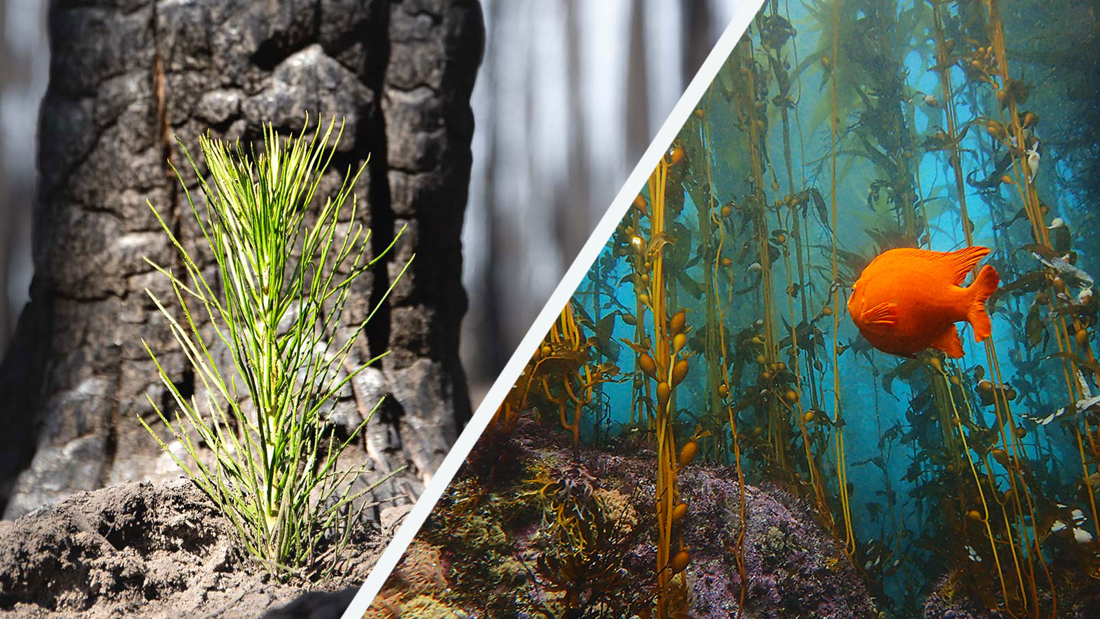 One Tree Planted And Sea Trees One Tree Planted And Sea Trees