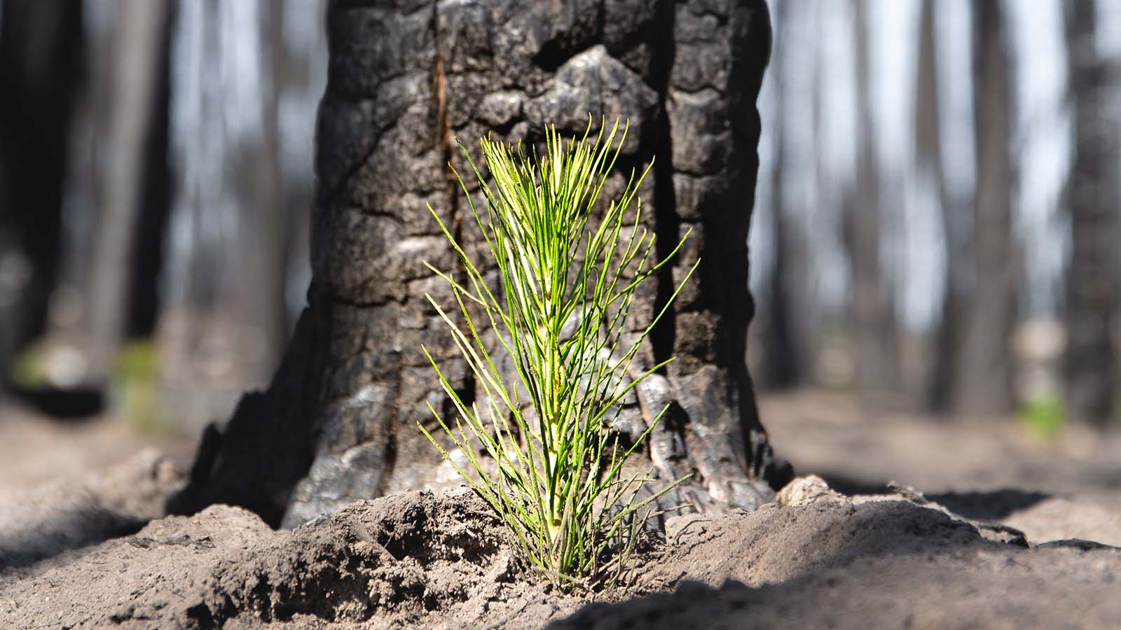 One Tree Planted Little Tree CPH One Tree Planted Little Tree CPH